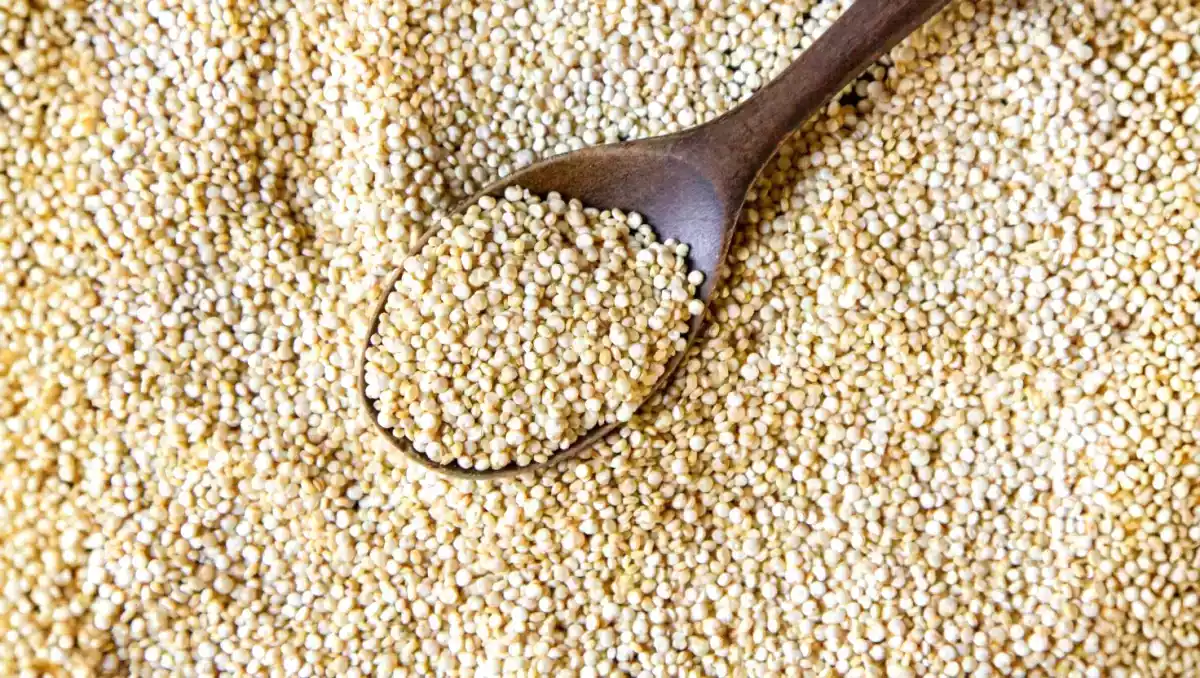 Bazı tohumların etten daha fazla protein içerdiğini biliyor muydunuz?
