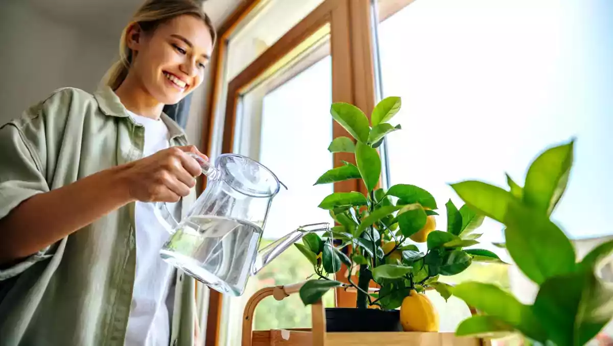 Evde limon ağacı nasıl dikilir ve bakımı nasıl yapılır (apartman dairesinde bile!)
