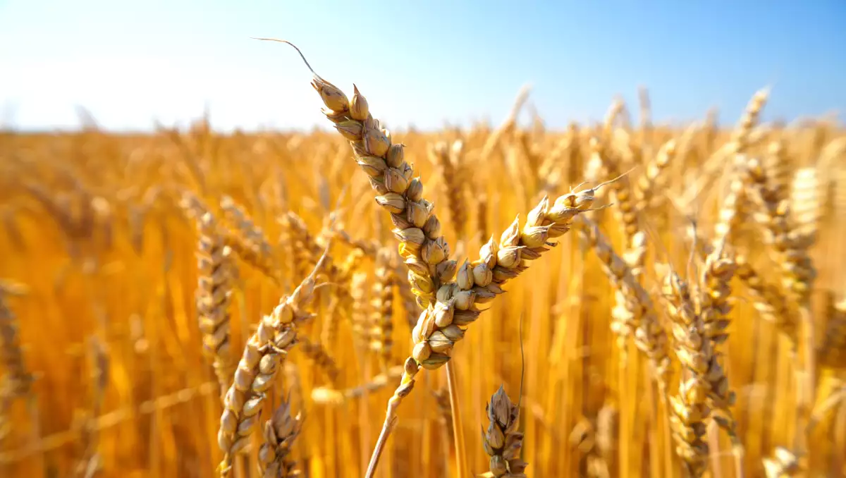 Glutensiz beslenmeye geçmek: Vücudunuzda gerçekten neler oluyor?