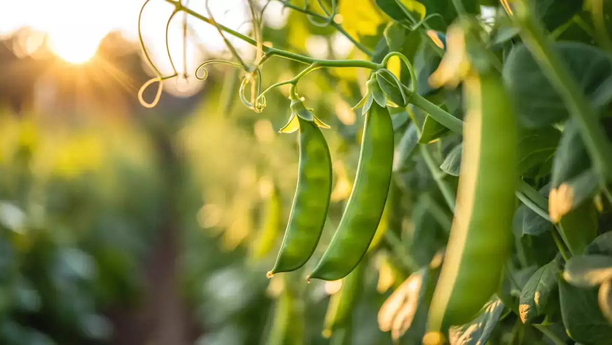 Kar bezelyesi nasıl kolayca pişirilir? Çıtır çıtır ve lezzetli olmaları için ihtiyacınız olan tüm ipuçları