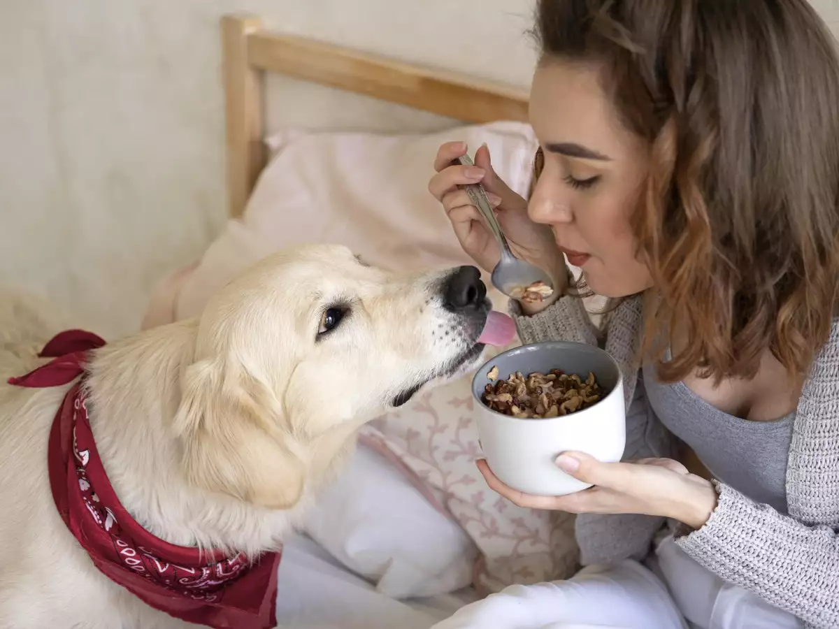 Köpeğinize kesinlikle vermemeniz gereken 8 yiyecek!