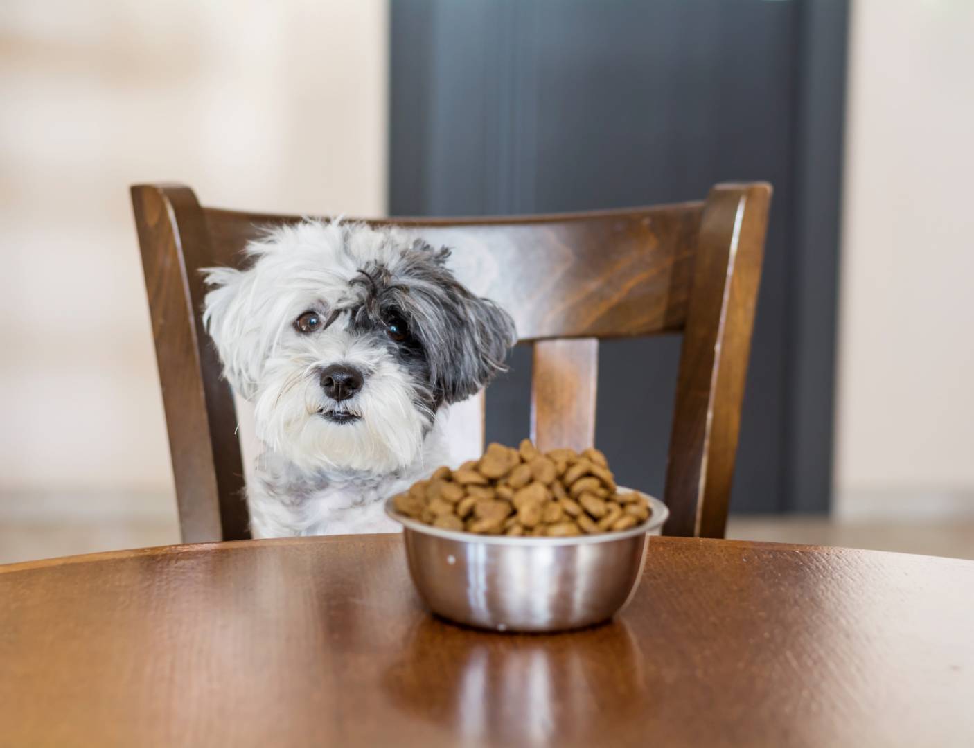 Köpeğinizin gıda alerjisi olabileceğini gösteren 5 işaret. Dikkat edin!