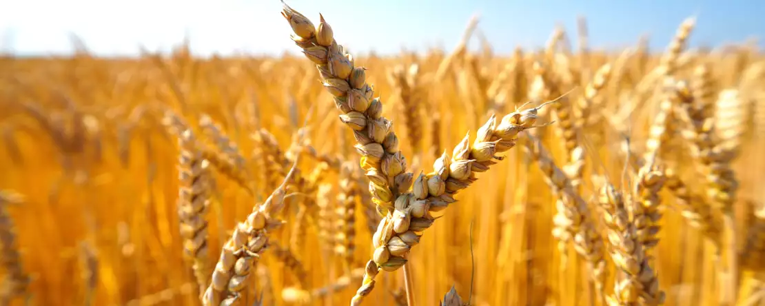 Glutensiz beslenmeye geçmek: Vücudunuzda gerçekten neler oluyor?