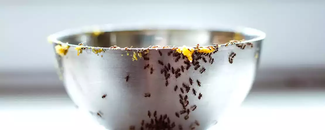 Büyükannenin mutfaktaki karıncalara veda etmek için en iyi ipuçları