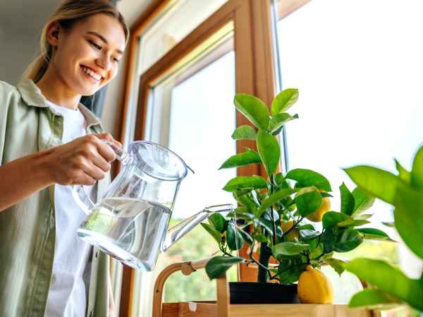 Evde limon ağacı nasıl dikilir ve bakımı nasıl yapılır (apartman dairesinde bile!)