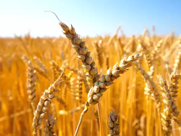 Glutensiz beslenmeye geçmek: Vücudunuzda gerçekten neler oluyor?