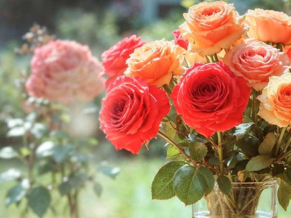 Sevgililer Günü için çiçek mi aldınız? Daha uzun süre dayanmalarını sağlayan kiler malzemesi