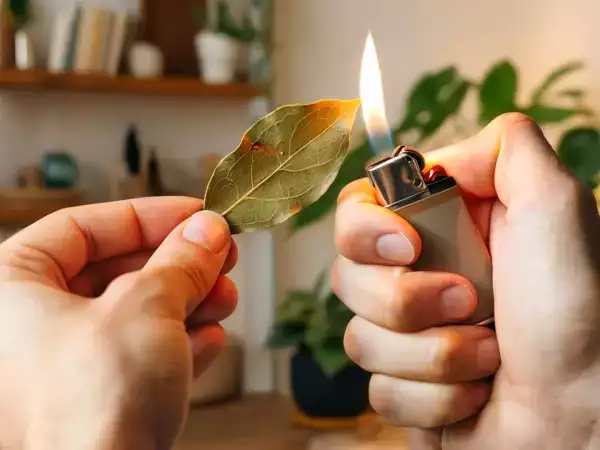 Kulağa mistik geliyor, ama büyülü: yanmış defneyi soluduğunuzda vücudunuza ne oluyor?