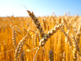 Makaleler: Glutensiz beslenmeye geçmek: Vücudunuzda gerçekten neler oluyor?