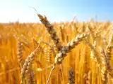 Makaleler: Glutensiz beslenmeye geçmek: Vücudunuzda gerçekten neler oluyor?