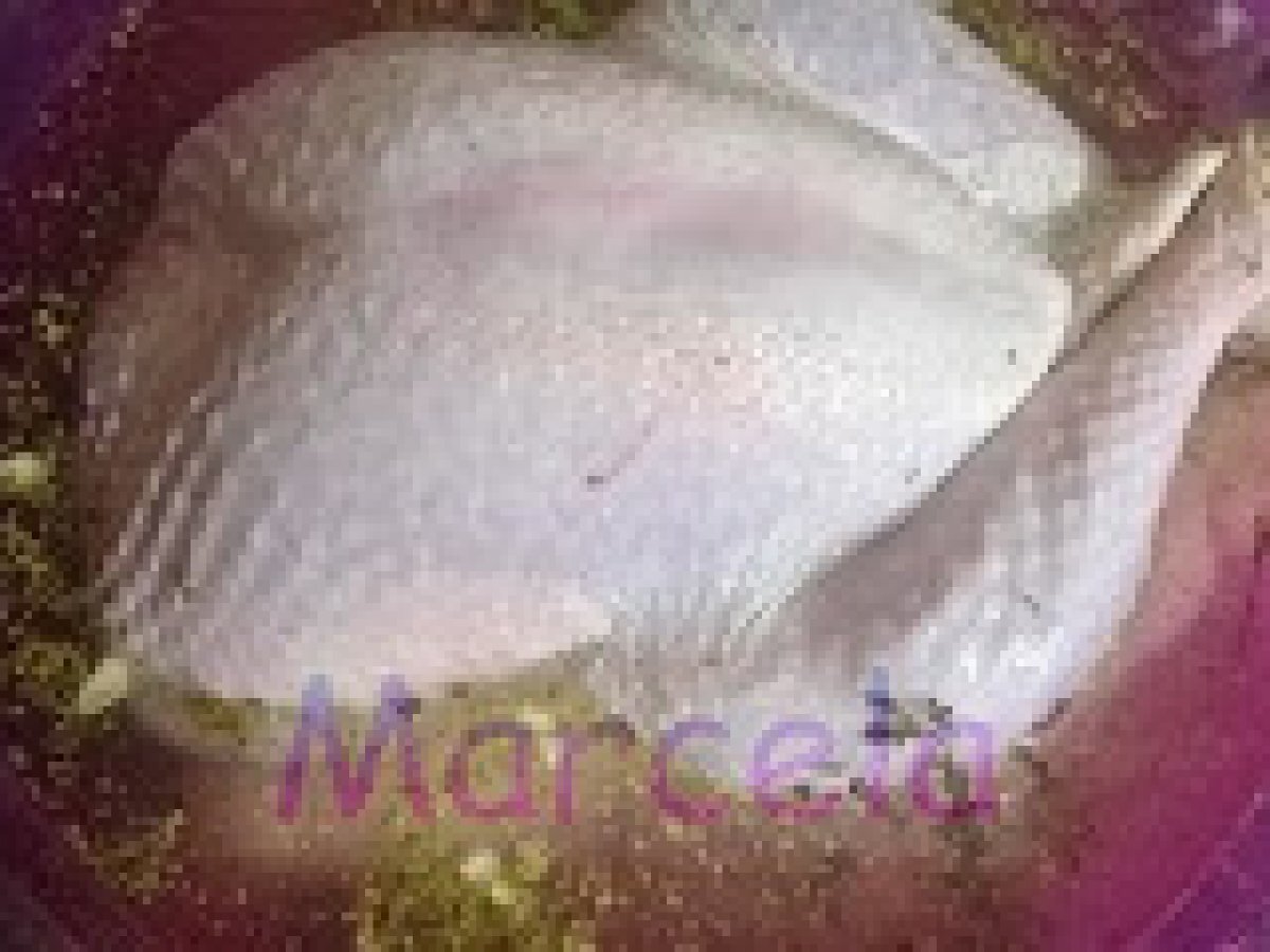 MANTARLI KUSKUS PİLAVLI HİNDİ DOLMASI